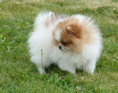 Des Petits Ecureuils - Spitz allemand - Portée née le 22/03/2024