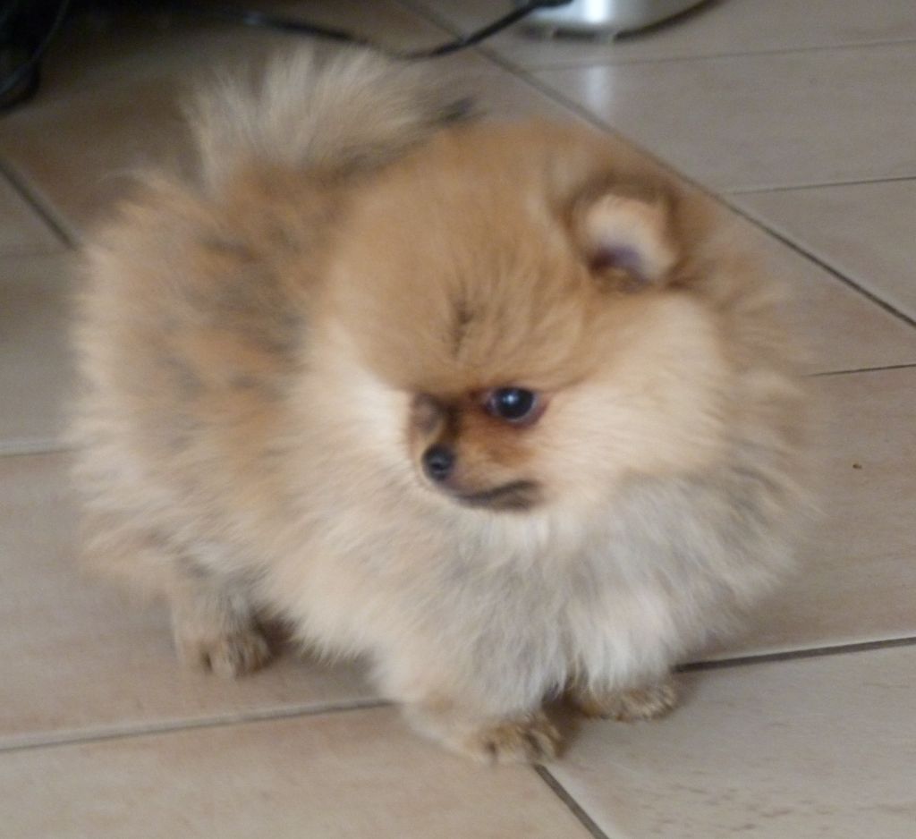 Des Petits Ecureuils - Chiot disponible  - Spitz allemand