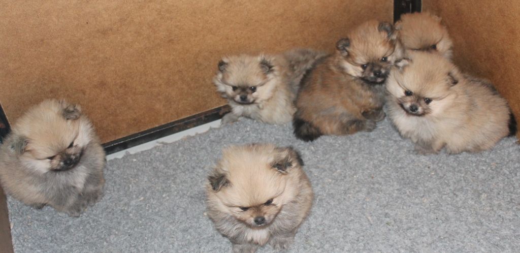 Des Petits Ecureuils - Chiot disponible  - Spitz allemand