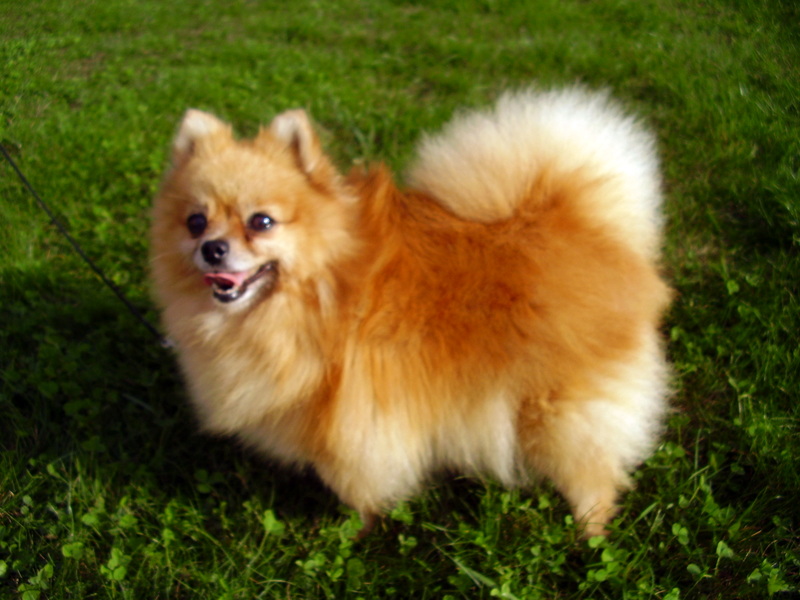 Sarabie De la foret des reves bleus