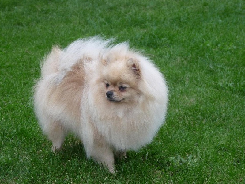 E-doll des diablotins des iles