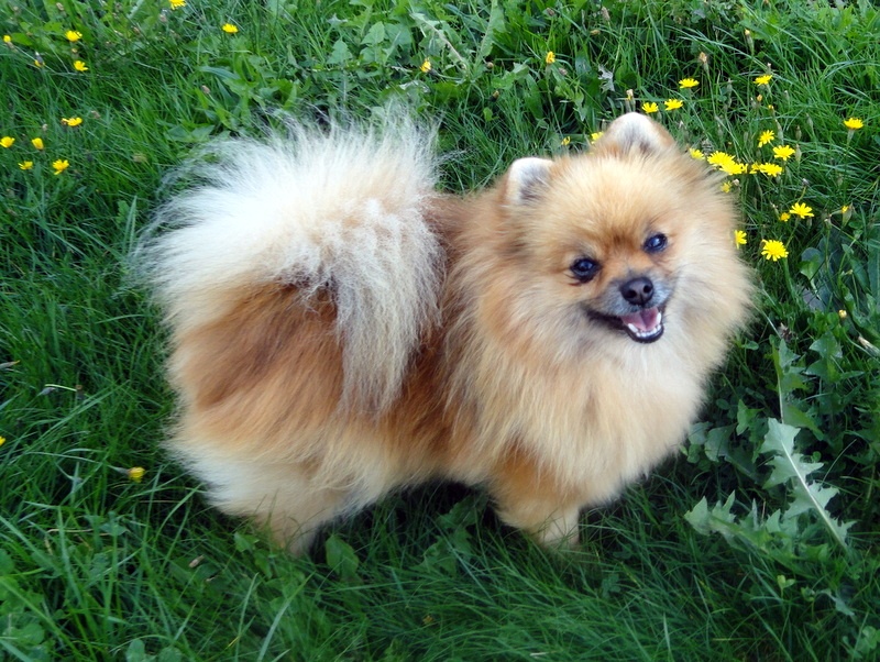 Des Petits Ecureuils Gipsy