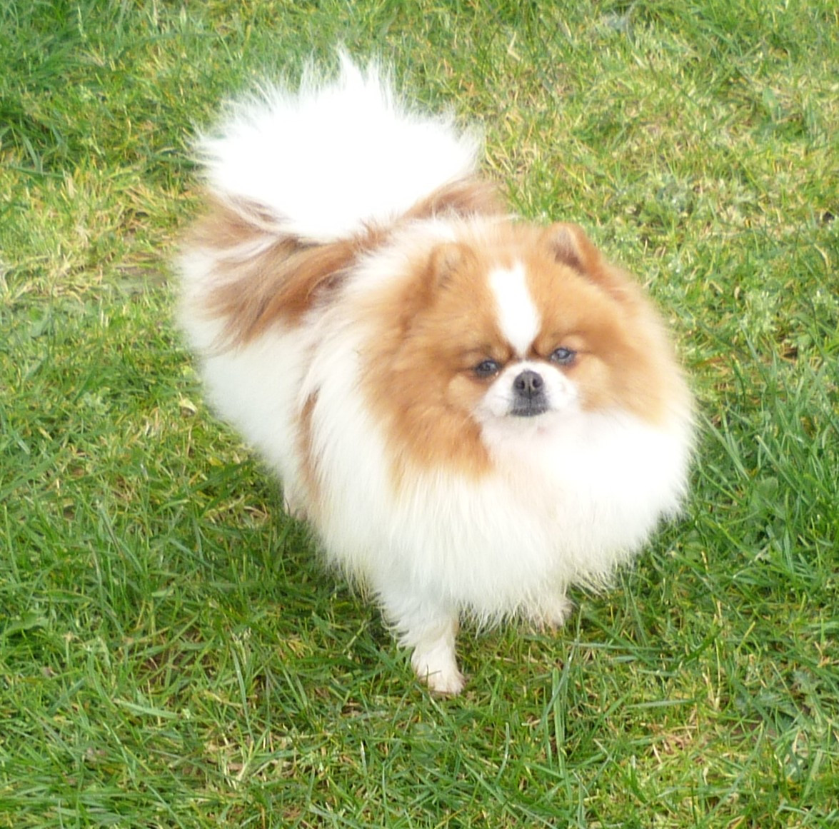 Des Petits Ecureuils VENISE MAC FLY