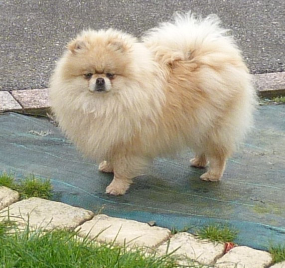 Des Petits Ecureuils VAINA