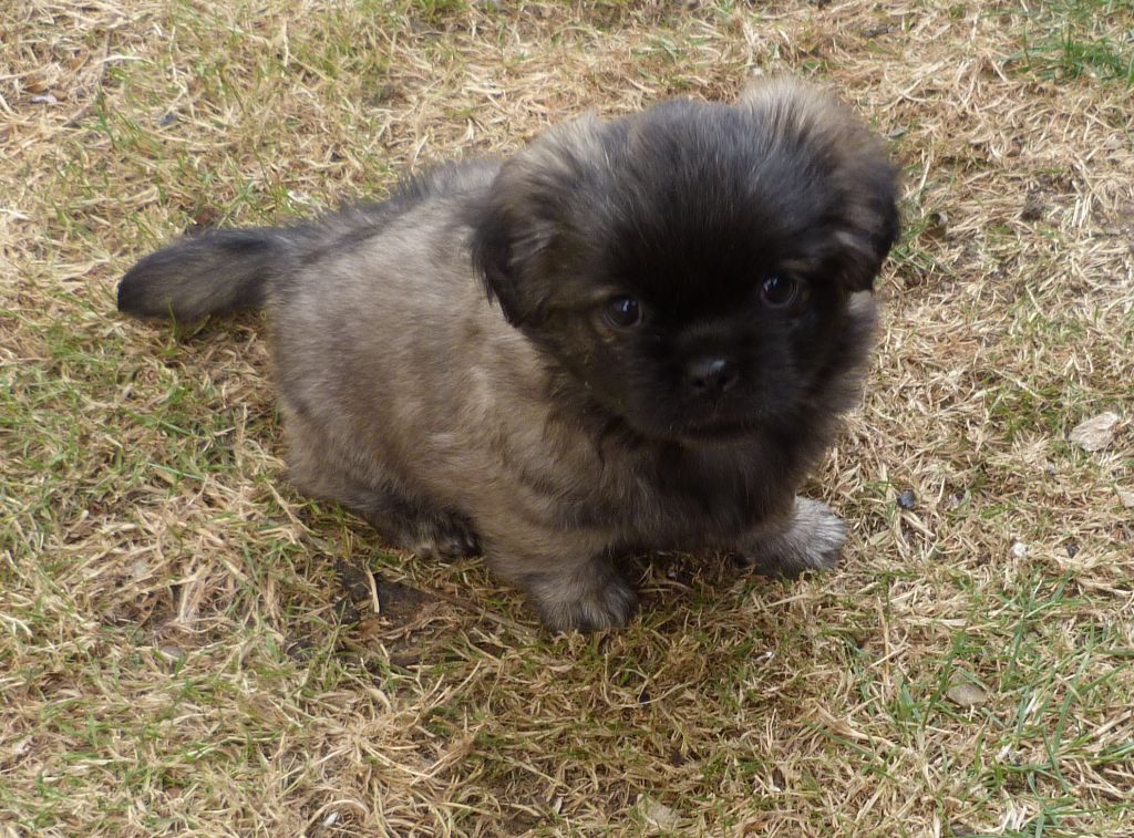 Des Petits Ecureuils - Chiots disponibles - Epagneul tibetain