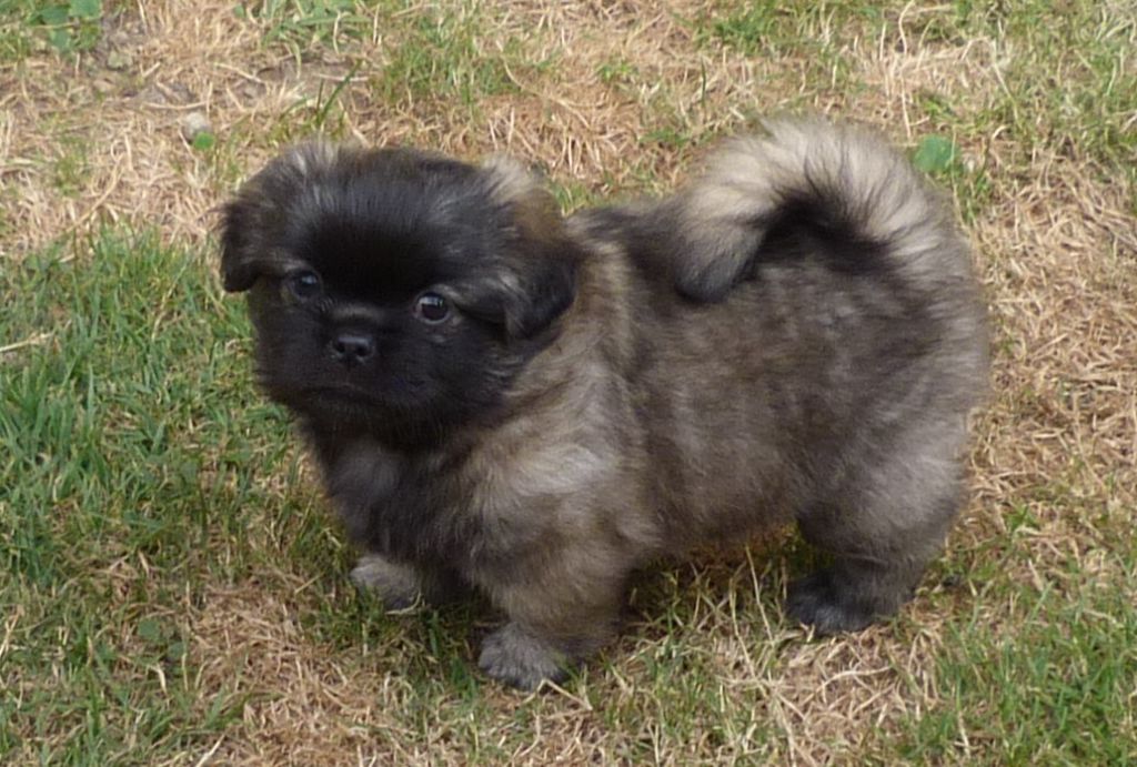 Des Petits Ecureuils - Chiots disponibles - Epagneul tibetain