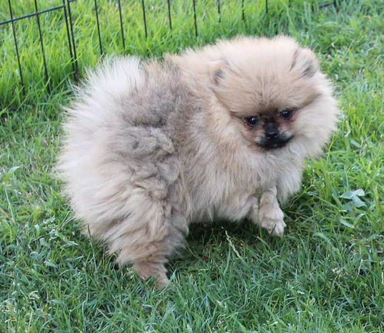 Des Petits Ecureuils - Spitz allemand - Portée née le 22/05/2024