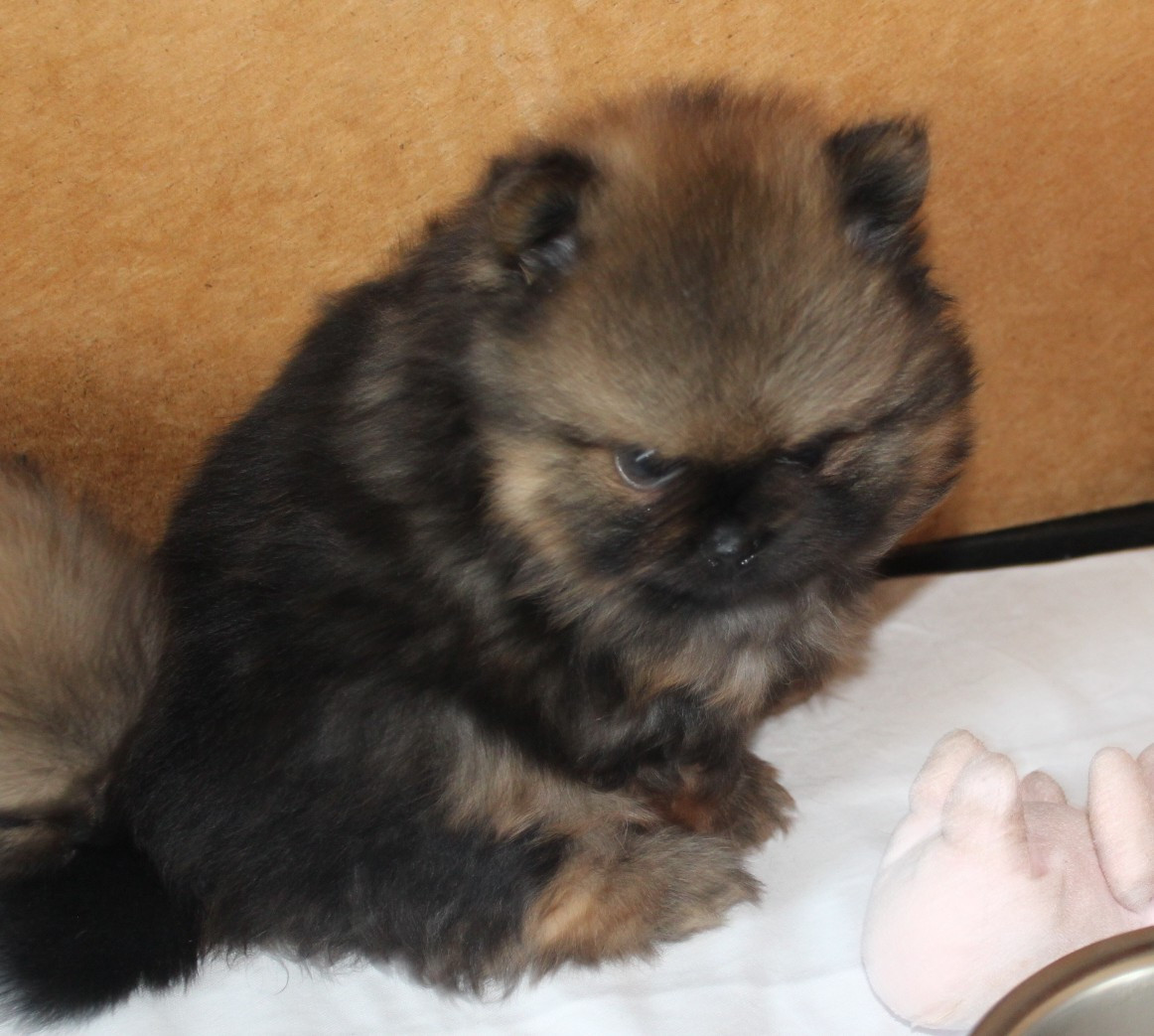 Des Petits Ecureuils - Chiots disponibles - Spitz allemand