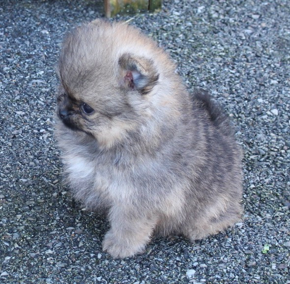 Des Petits Ecureuils - Chiots disponibles - Spitz allemand