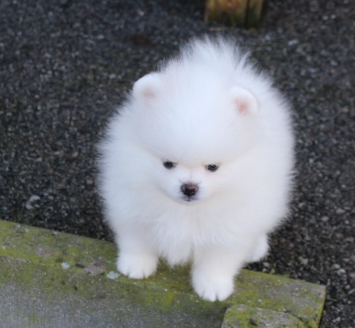 Des Petits Ecureuils - Chiots disponibles - Spitz allemand