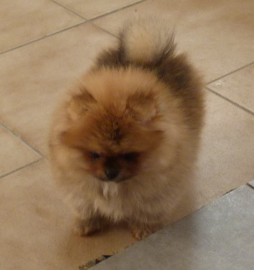 Des Petits Ecureuils - Chiots disponibles - Spitz allemand