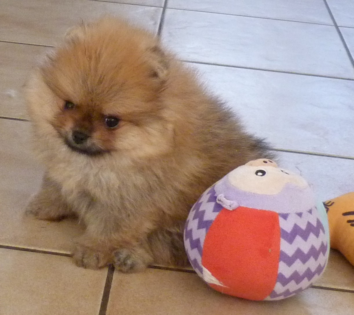 Des Petits Ecureuils - Chiots disponibles - Spitz allemand