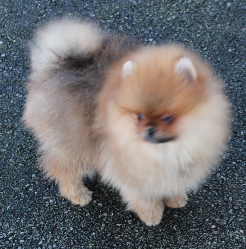 Des Petits Ecureuils - Chiots disponibles - Spitz allemand