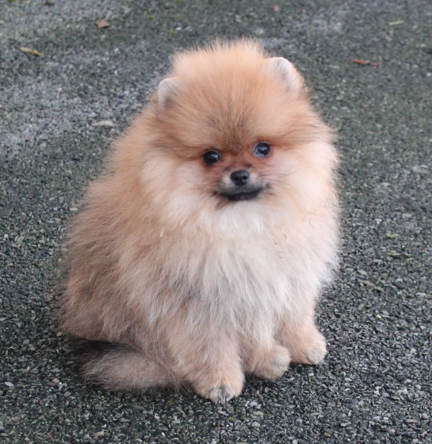 Des Petits Ecureuils - Chiots disponibles - Spitz allemand