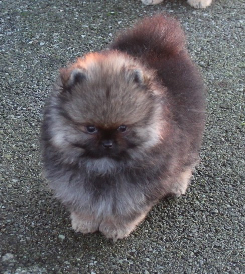 Des Petits Ecureuils - Chiots disponibles - Spitz allemand