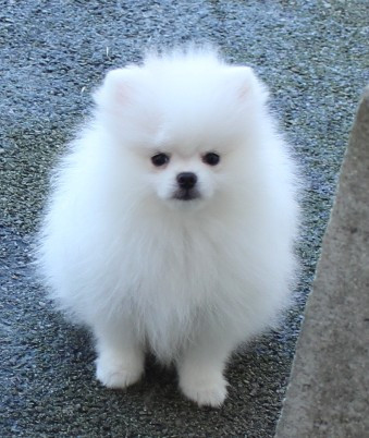 Des Petits Ecureuils - Chiots disponibles - Spitz allemand