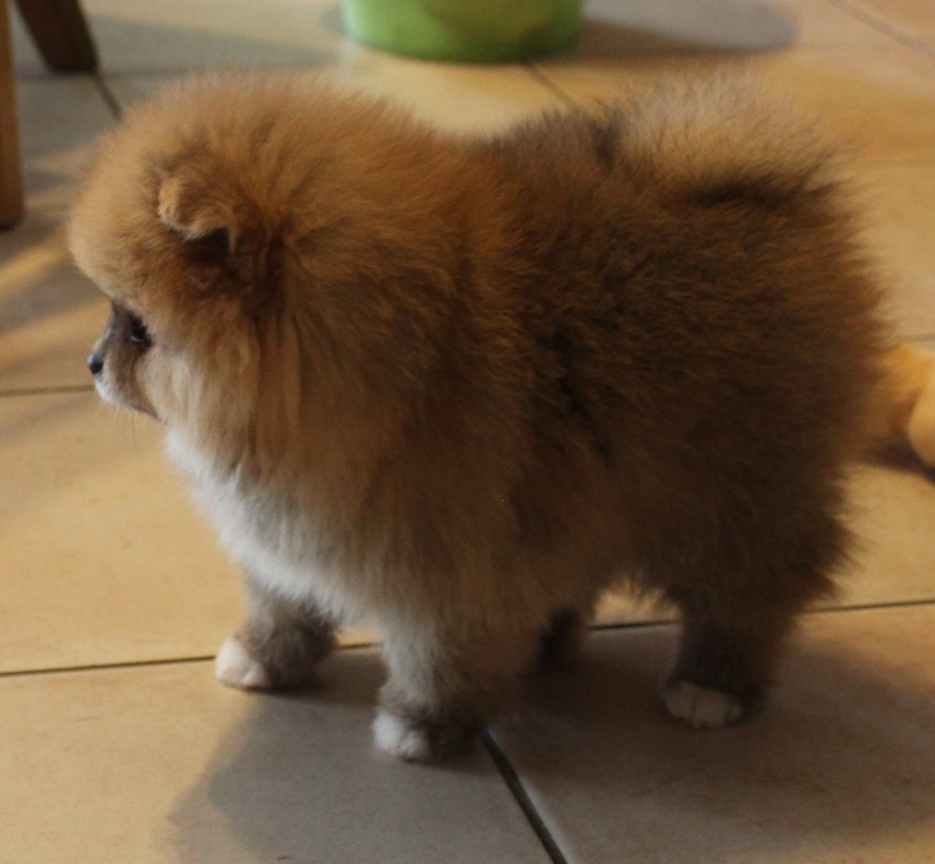 Des Petits Ecureuils - Chiots disponibles - Spitz allemand