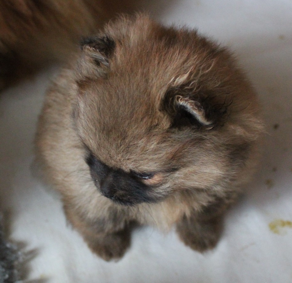 Des Petits Ecureuils - Chiots disponibles - Spitz allemand