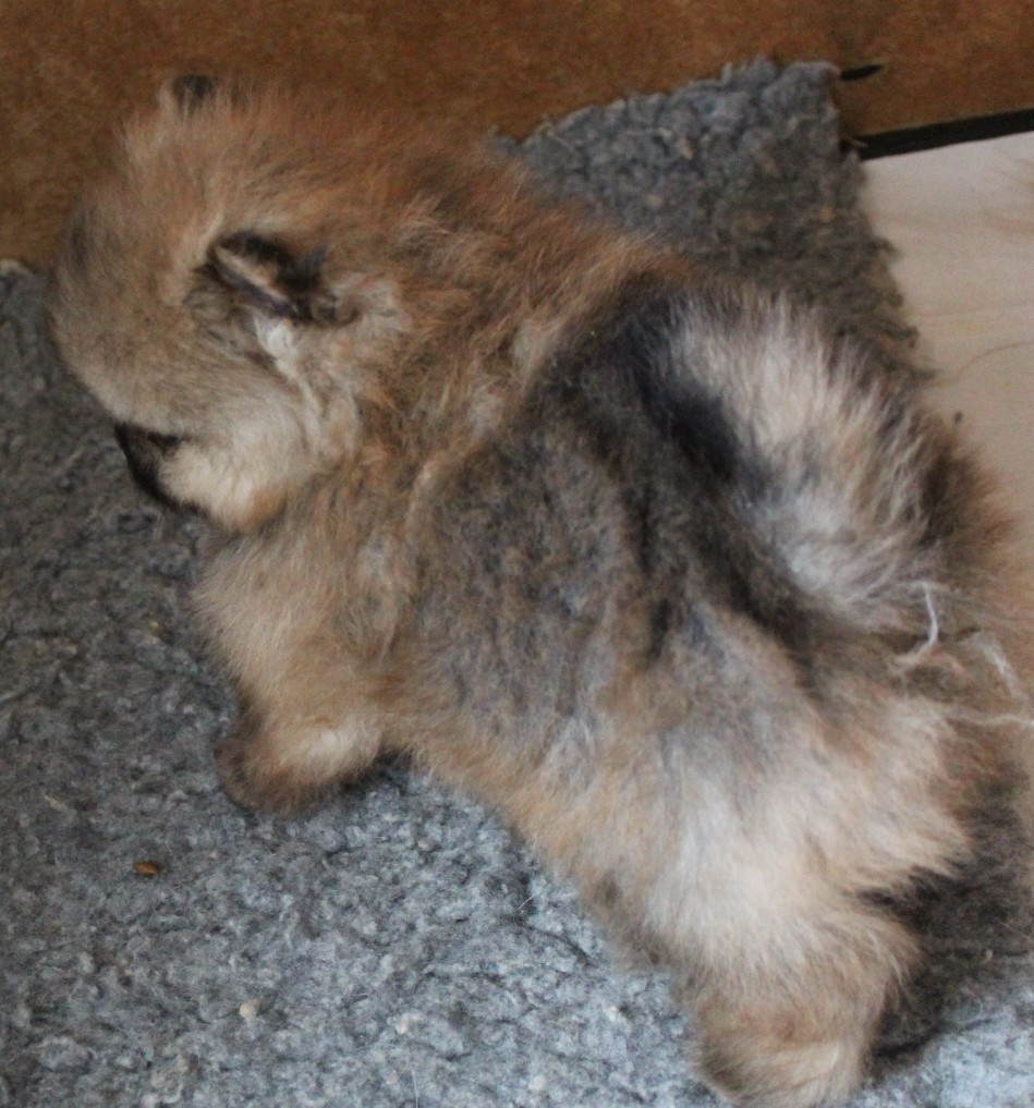 Des Petits Ecureuils - Chiots disponibles - Spitz allemand