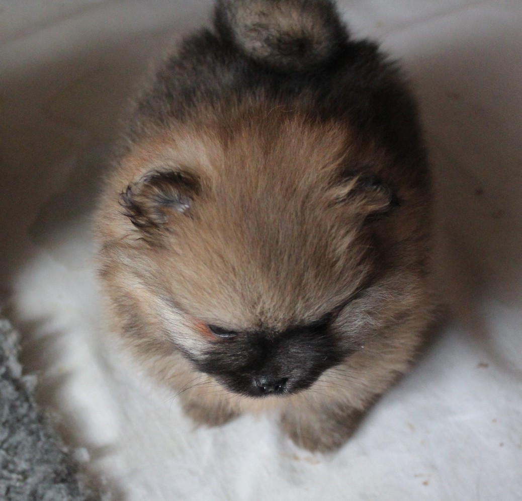 Des Petits Ecureuils - Chiots disponibles - Spitz allemand