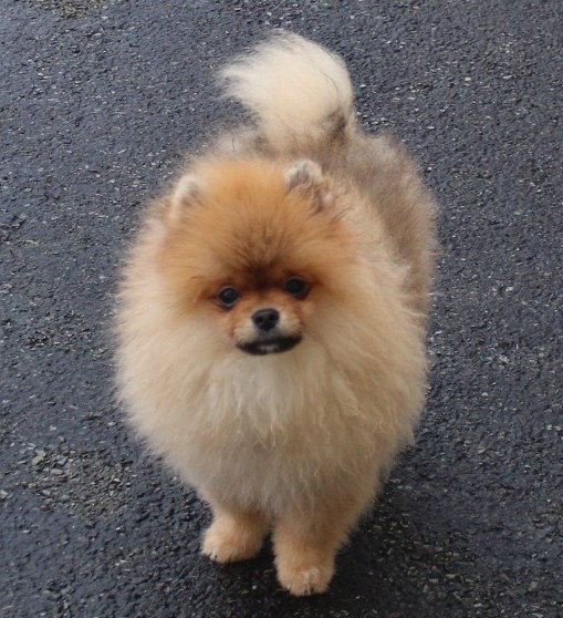 Des Petits Ecureuils - Chiots disponibles - Spitz allemand