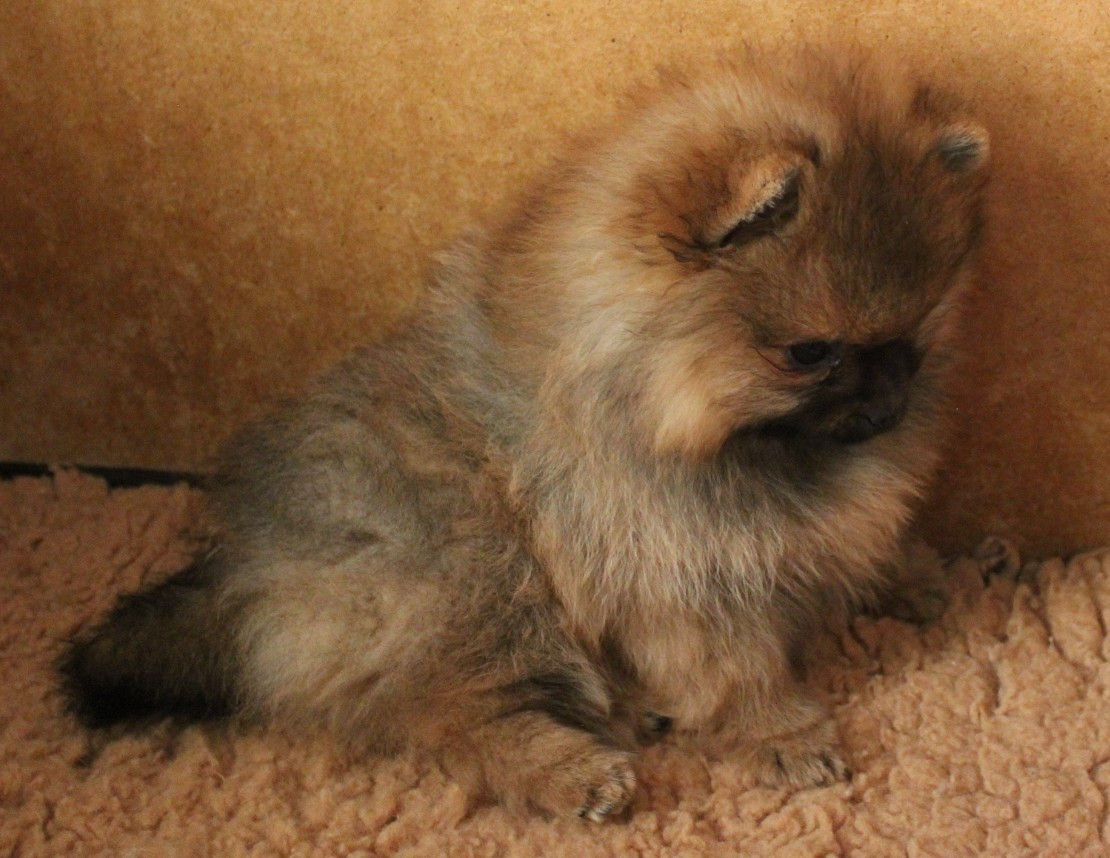 Des Petits Ecureuils - Chiots disponibles - Spitz allemand