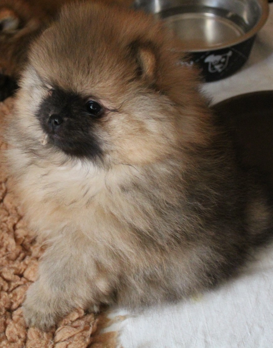 Des Petits Ecureuils - Chiots disponibles - Spitz allemand