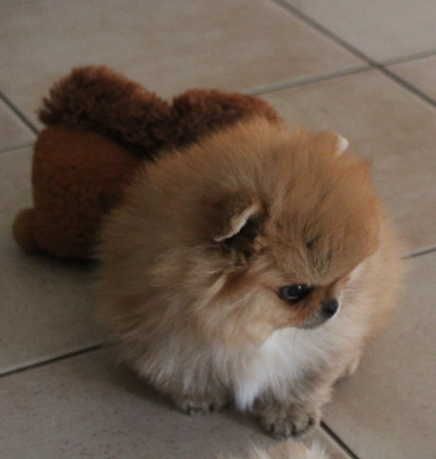 Des Petits Ecureuils - Chiots disponibles - Spitz allemand