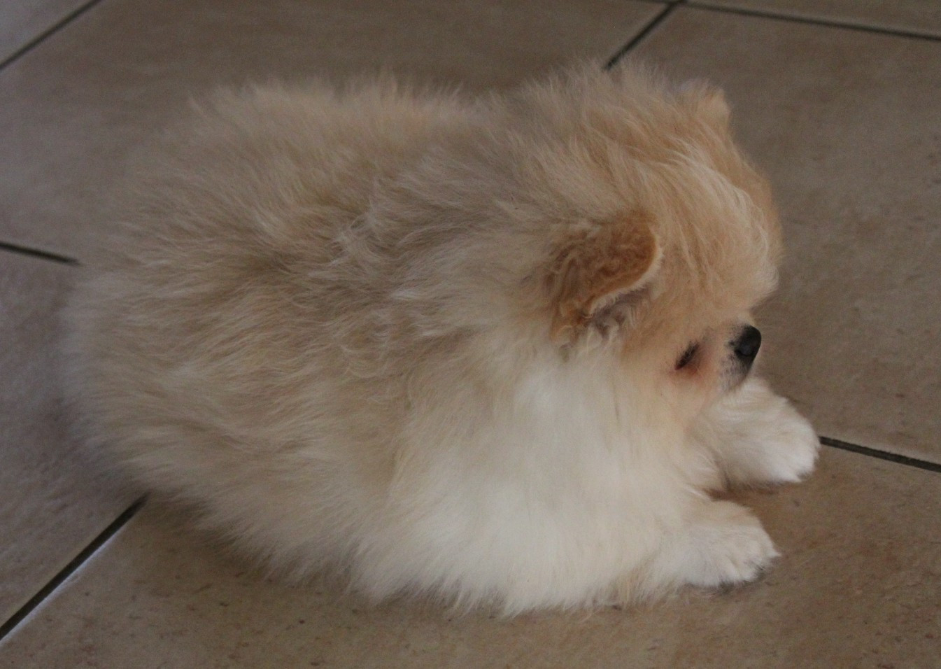 Des Petits Ecureuils - Chiots disponibles - Spitz allemand