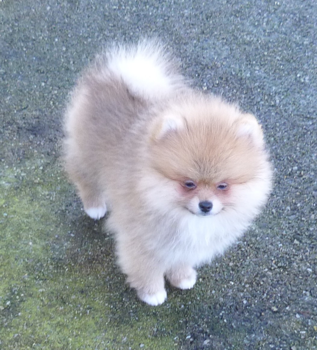 Des Petits Ecureuils - Spitz allemand - Portée née le 09/12/2025