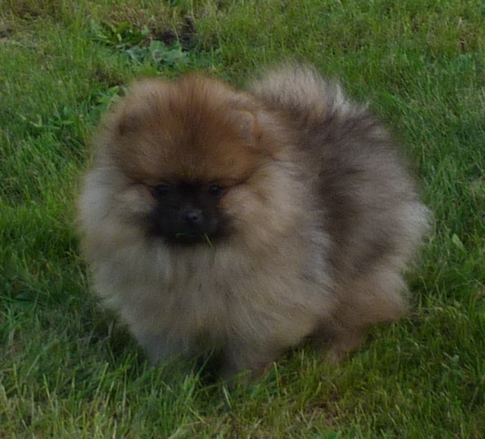 Des Petits Ecureuils - Chiots disponibles - Spitz allemand