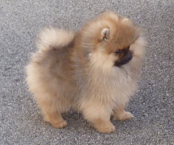 Des Petits Ecureuils - Chiots disponibles - Spitz allemand