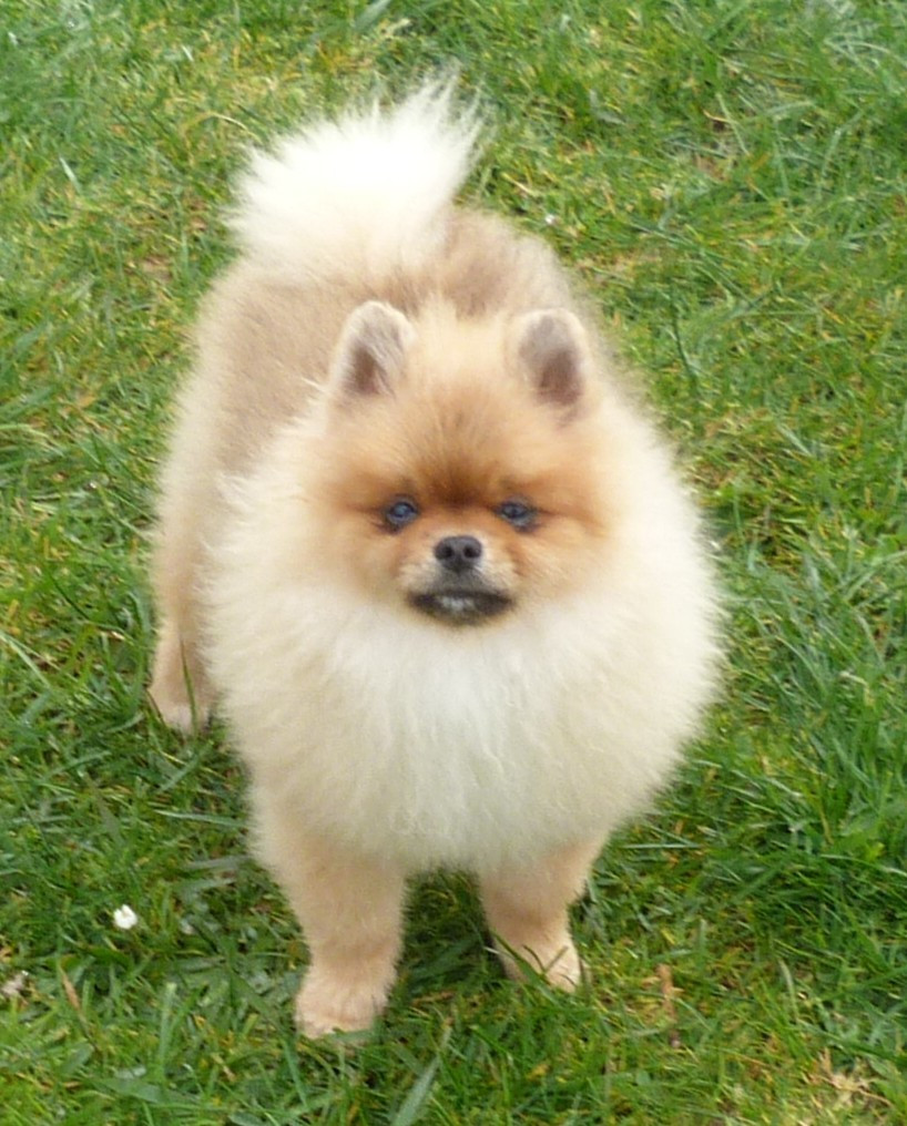 Des Petits Ecureuils - Chiots disponibles - Spitz allemand