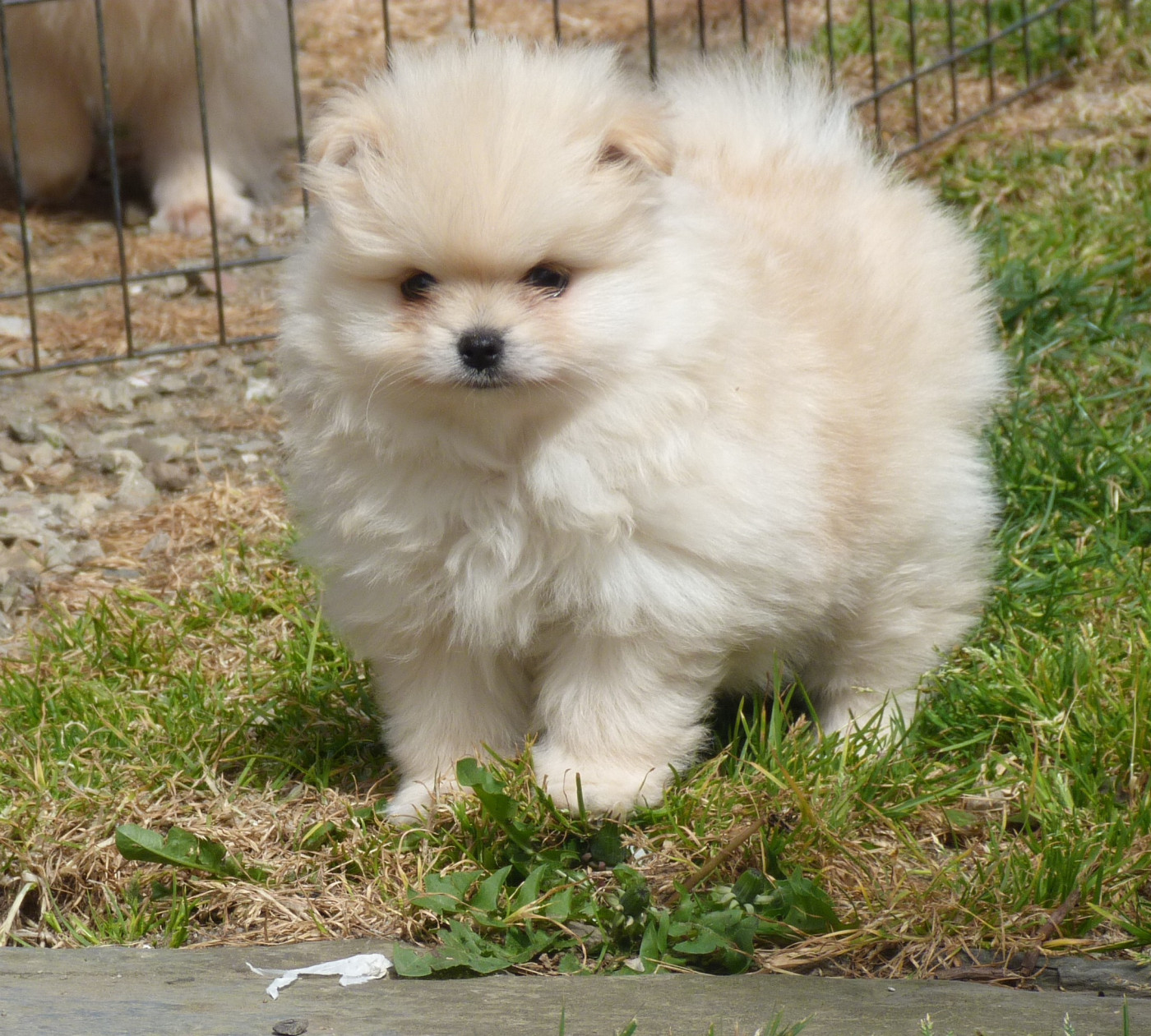 Des Petits Ecureuils - Chiots disponibles - Spitz allemand