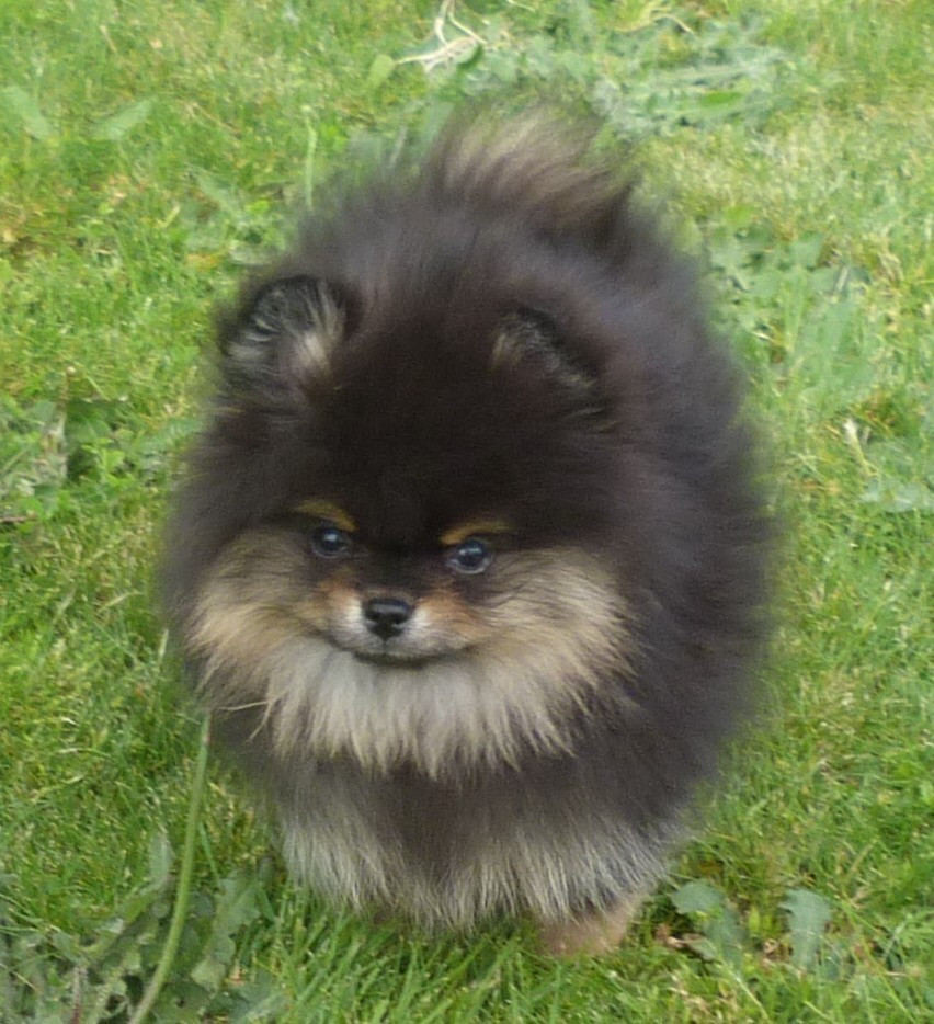 Des Petits Ecureuils - Chiots disponibles - Spitz allemand