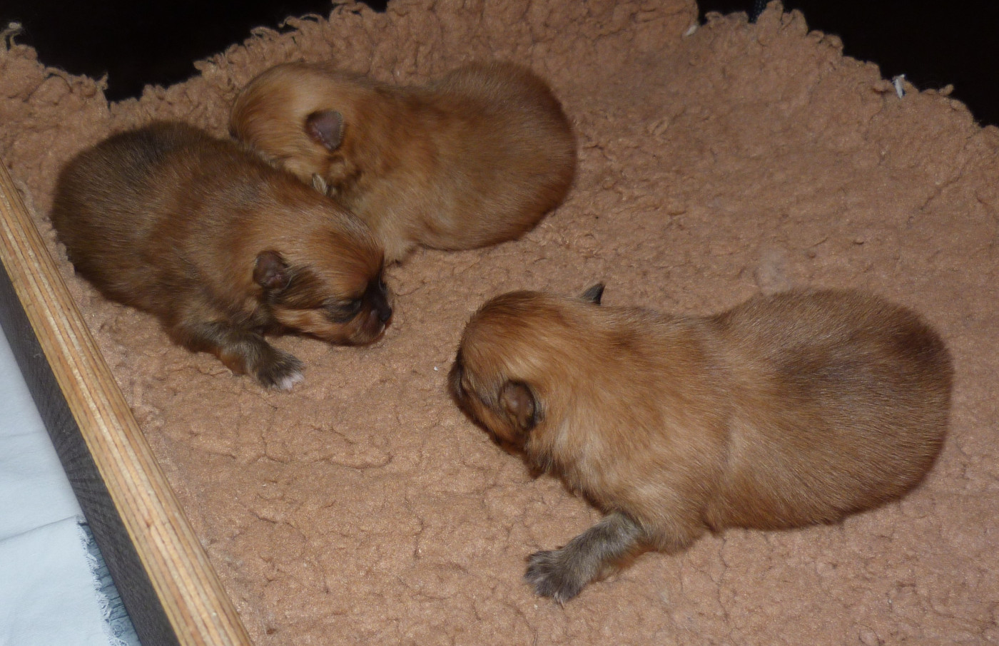 Chiot Spitz allemand Des Petits Ecureuils