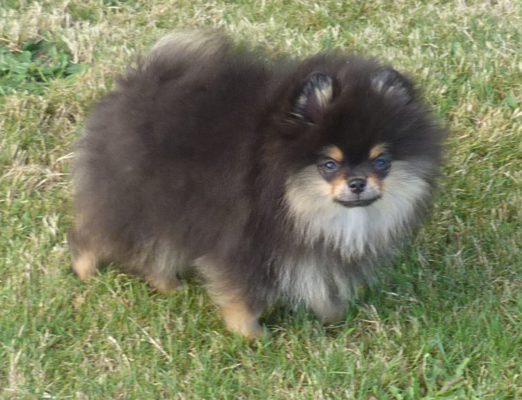 Des Petits Ecureuils - Chiots disponibles - Spitz allemand