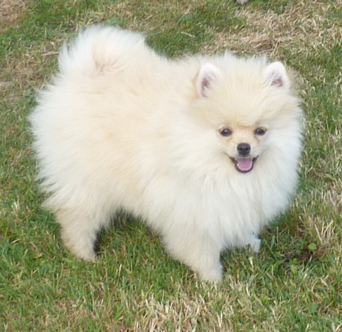 Des Petits Ecureuils - Chiots disponibles - Spitz allemand