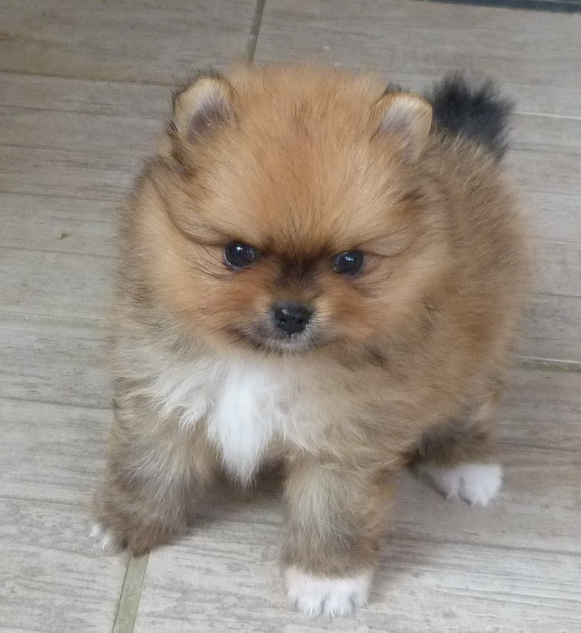 Des Petits Ecureuils - Chiots disponibles - Spitz allemand