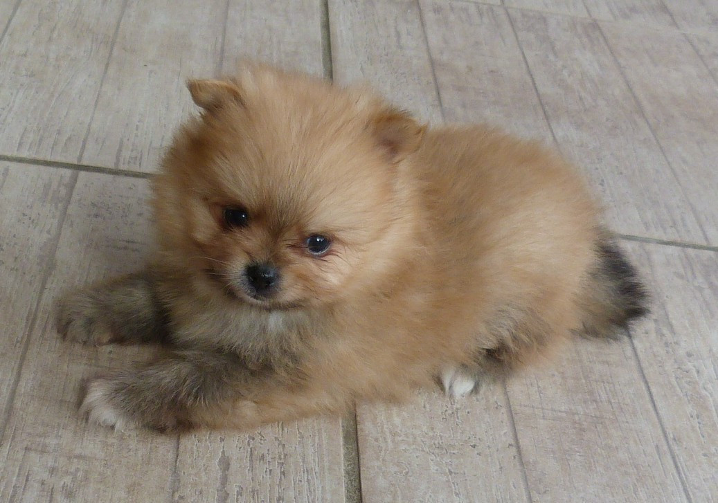 Des Petits Ecureuils - Chiots disponibles - Spitz allemand