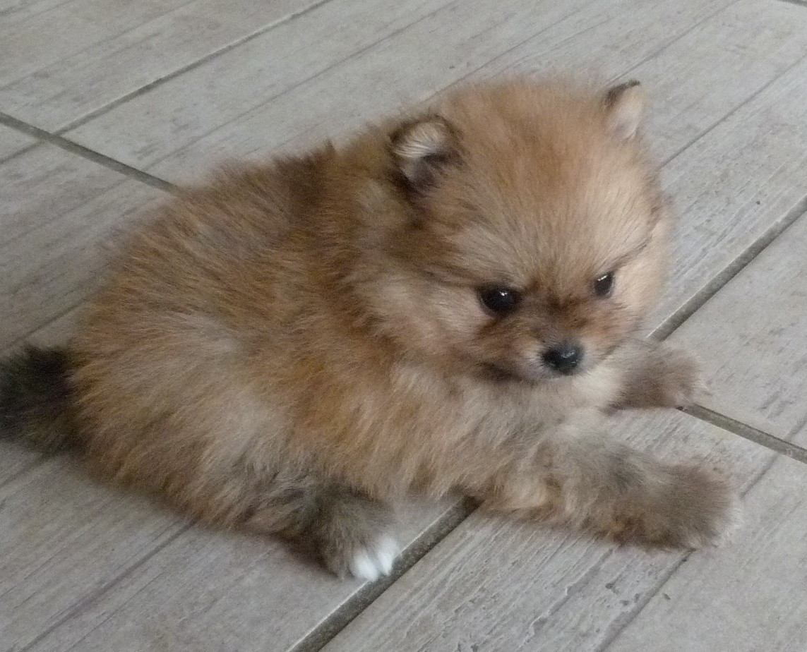 Des Petits Ecureuils - Chiots disponibles - Spitz allemand