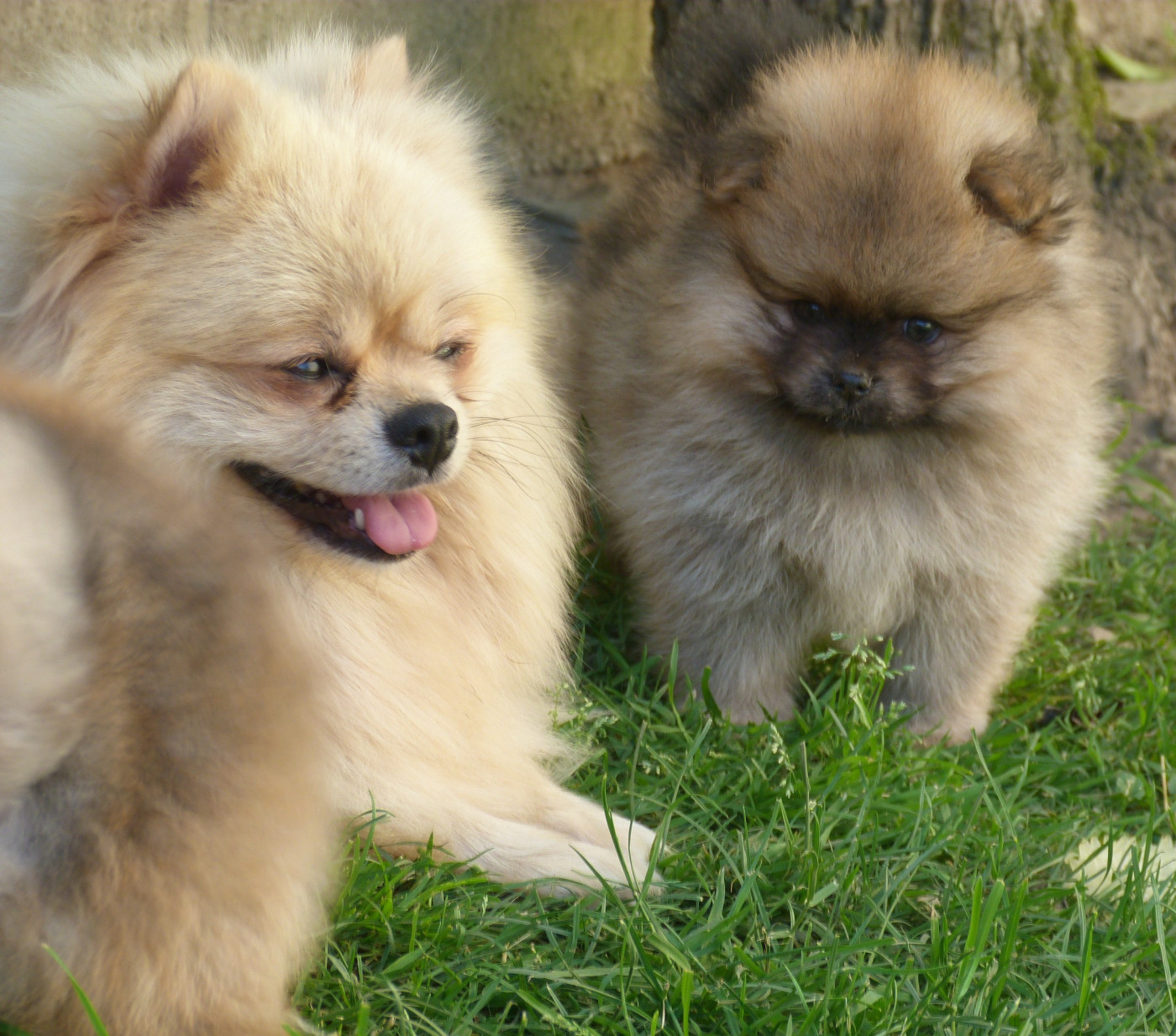 Chiot Spitz allemand Des Petits Ecureuils