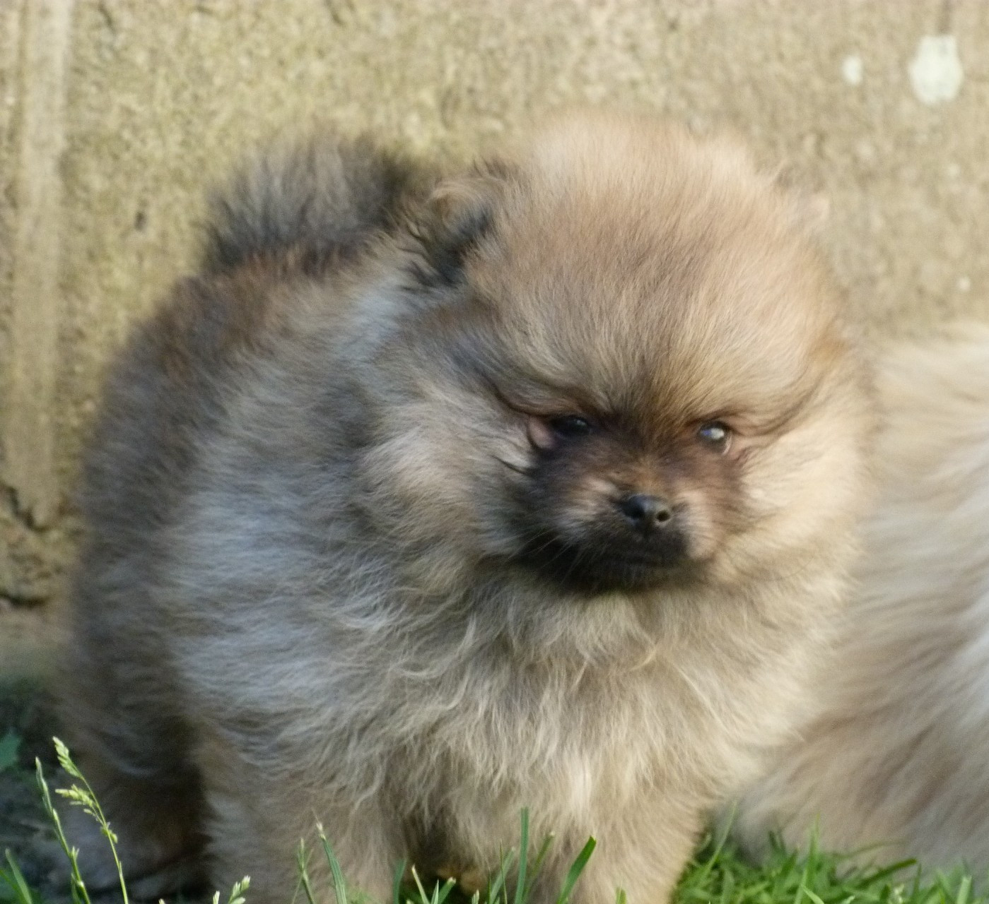 Des Petits Ecureuils - Chiots disponibles - Spitz allemand