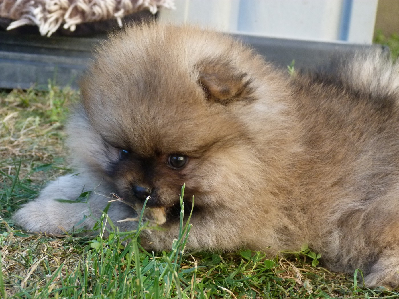 Des Petits Ecureuils - Chiots disponibles - Spitz allemand