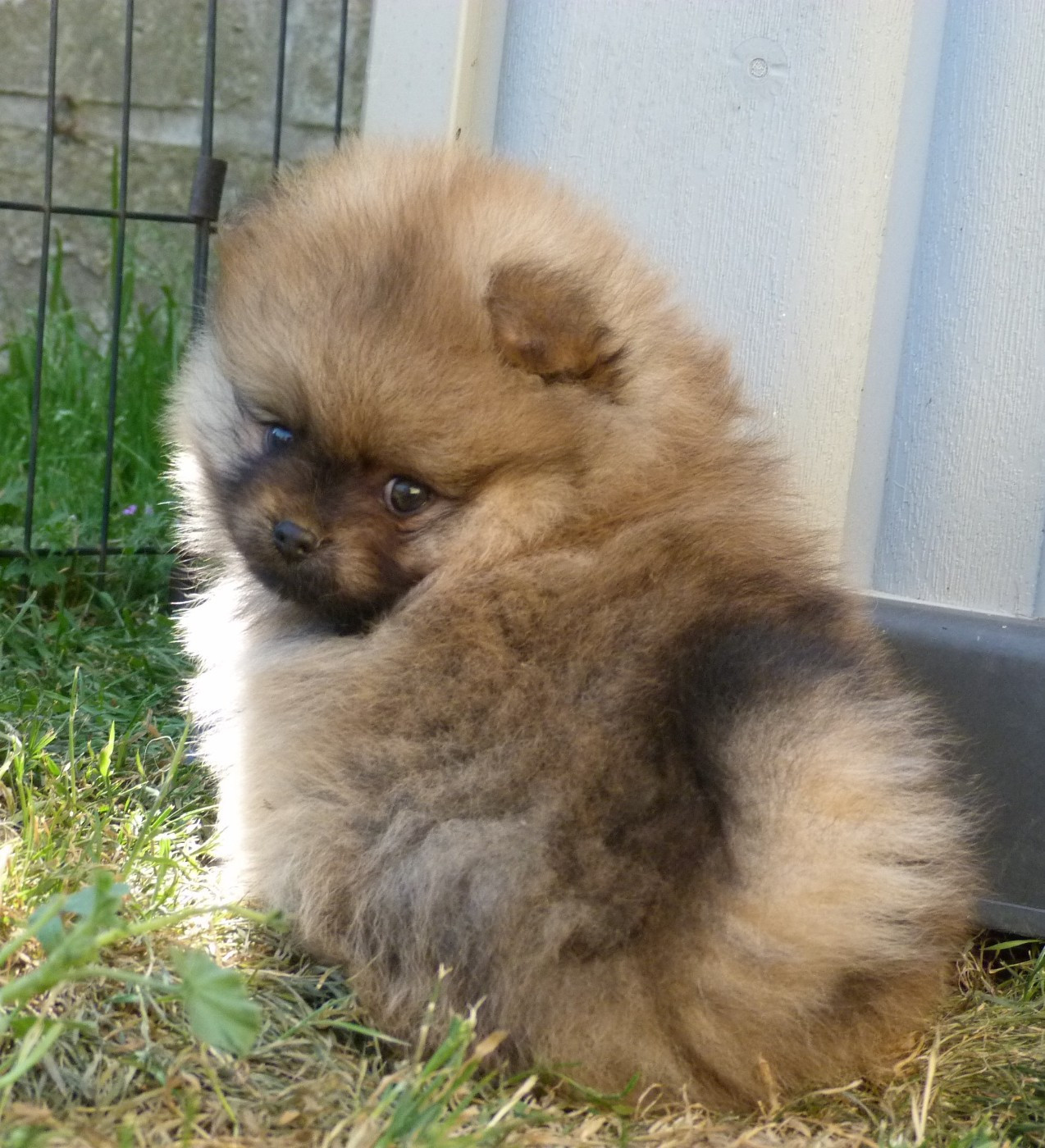 Des Petits Ecureuils - Chiots disponibles - Spitz allemand