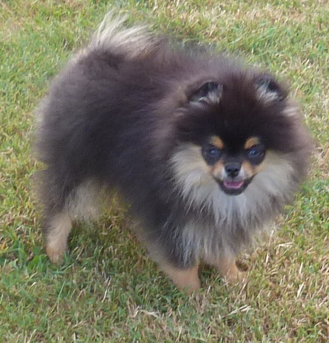 Des Petits Ecureuils - Chiots disponibles - Spitz allemand