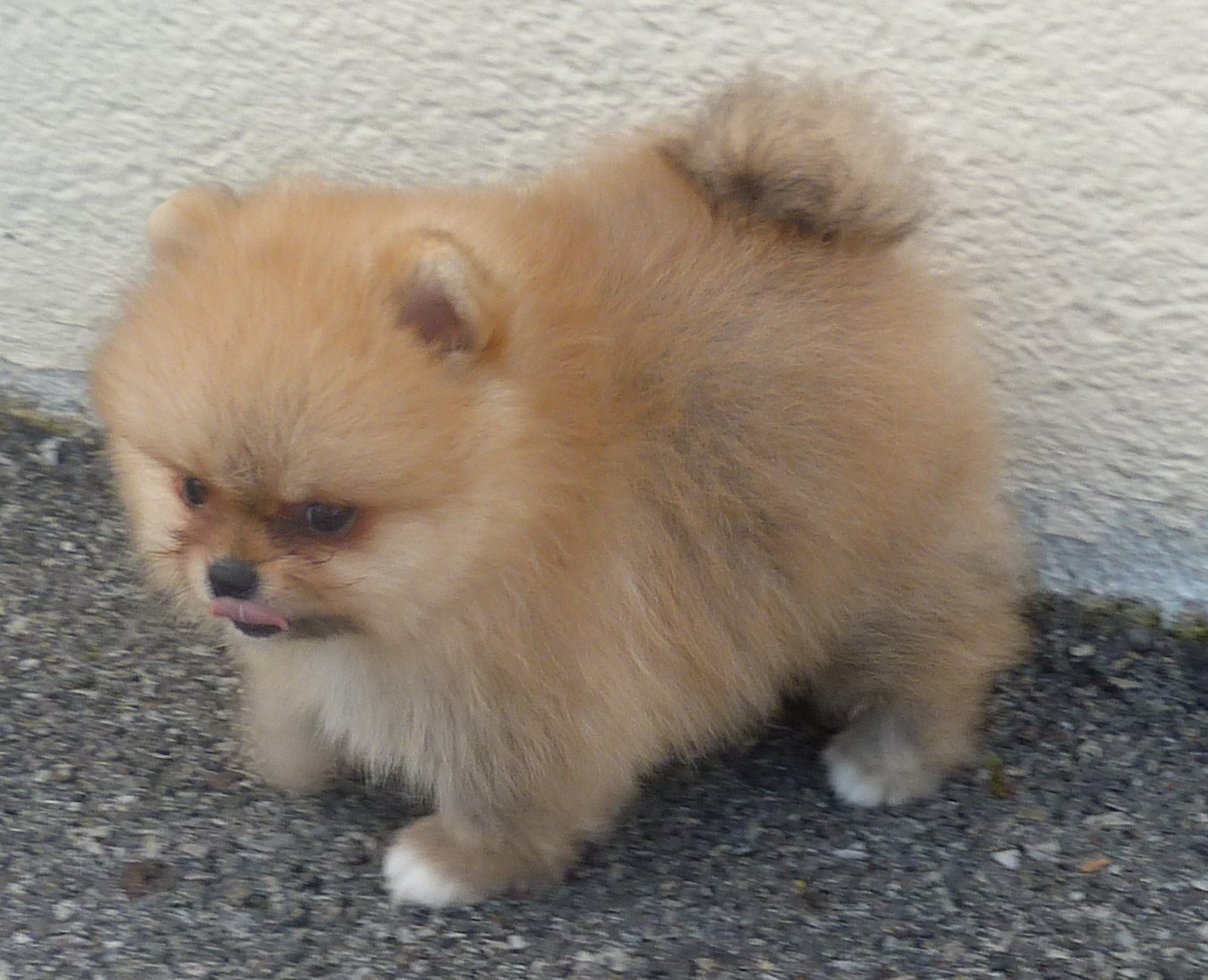 Des Petits Ecureuils - Chiots disponibles - Spitz allemand