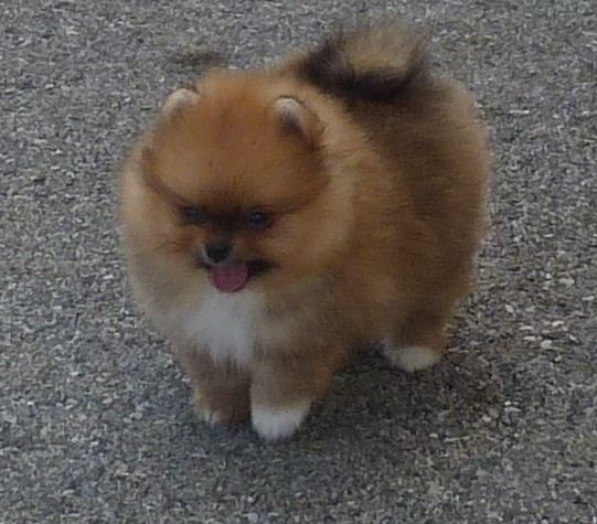 Des Petits Ecureuils - Chiots disponibles - Spitz allemand