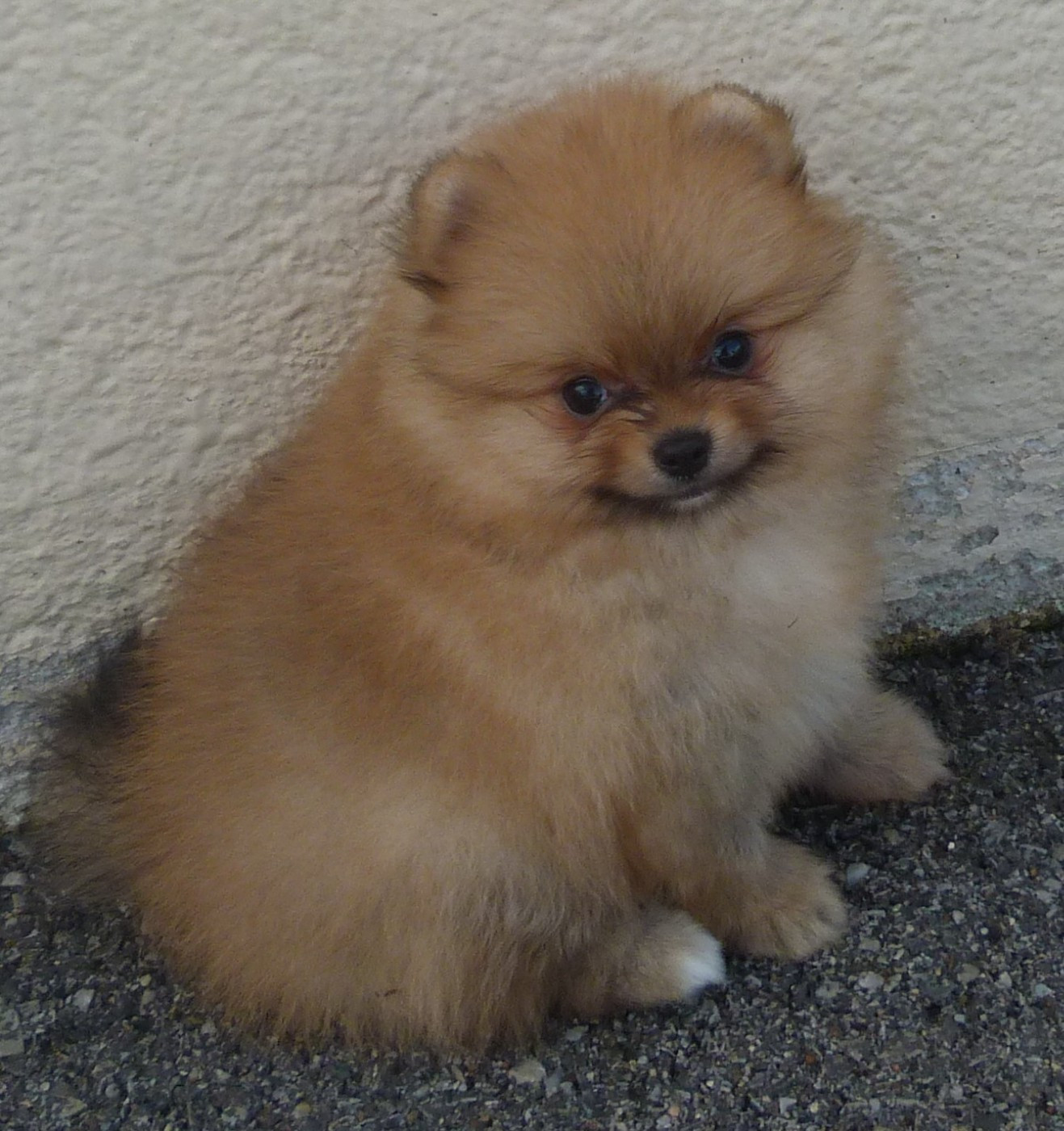 Des Petits Ecureuils - Chiots disponibles - Spitz allemand