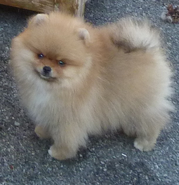 Des Petits Ecureuils - Chiots disponibles - Spitz allemand